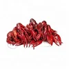 Factory Supply Spice Cooked & Peeled Frozen crayfish / crawfish