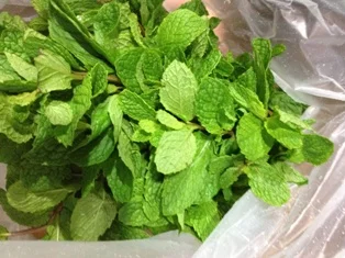 fresh mint leaves
