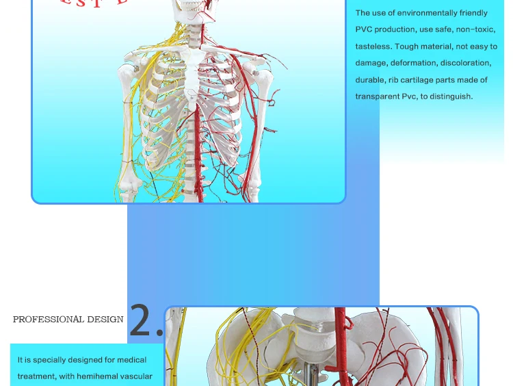 which are considered part of anatomic dead space quizlet