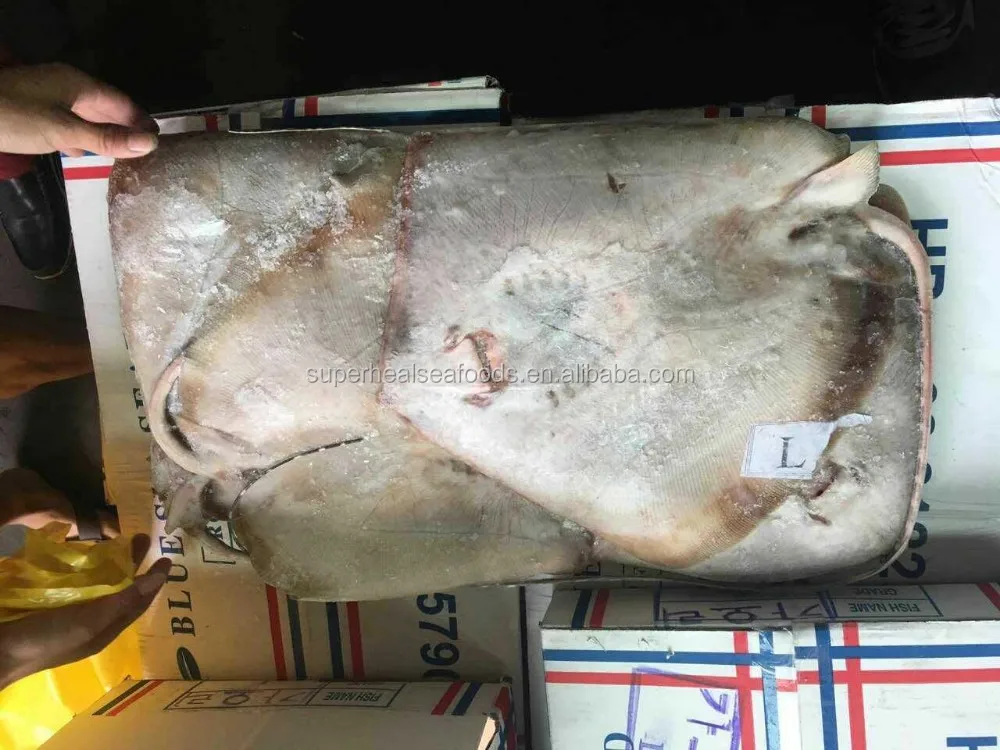 frozen-stingray-fish-1-5-2kg-1-2kg-0-5-1kg-with-competitive-price-buy