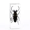 Crystal resin insect animal spcimen crafts materials block acrylic paperweight teaching tool embedded specimens