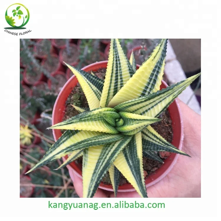 
High quality Haworthia Limifloral variegated 