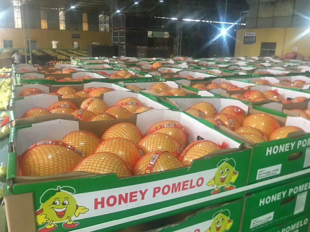 Sinofarm Chinese 2023 New Season Fresh Shaddock Delicious Grapefruit