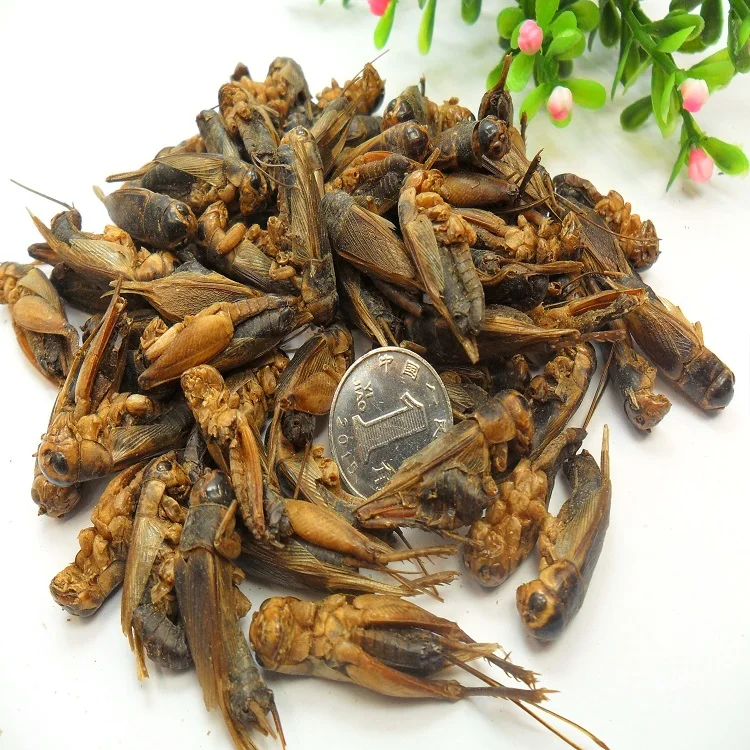 Microwave Dried Crickets For Pet Birds Food Manufacturer Buy Dried