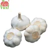 2016 Hot Selling Price With Pure White Garlic