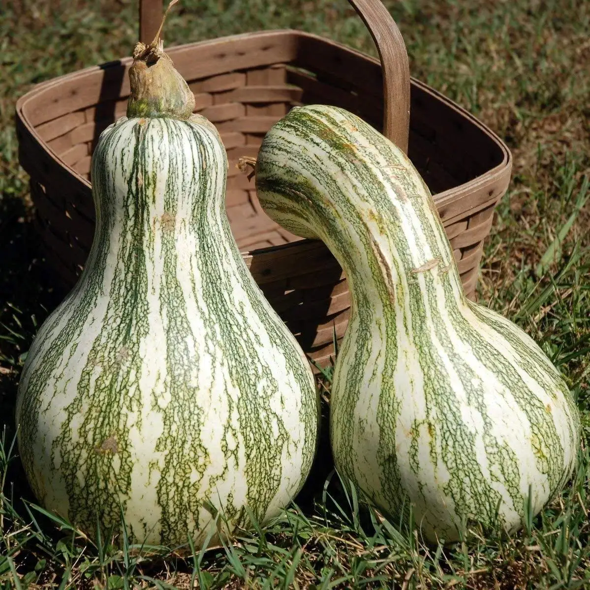 green squash green squash