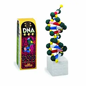 FloraCraft Styrofoam Kits, DNA Model Kit, Pre-Painted, Model: DNA2009/15, Toys & Play