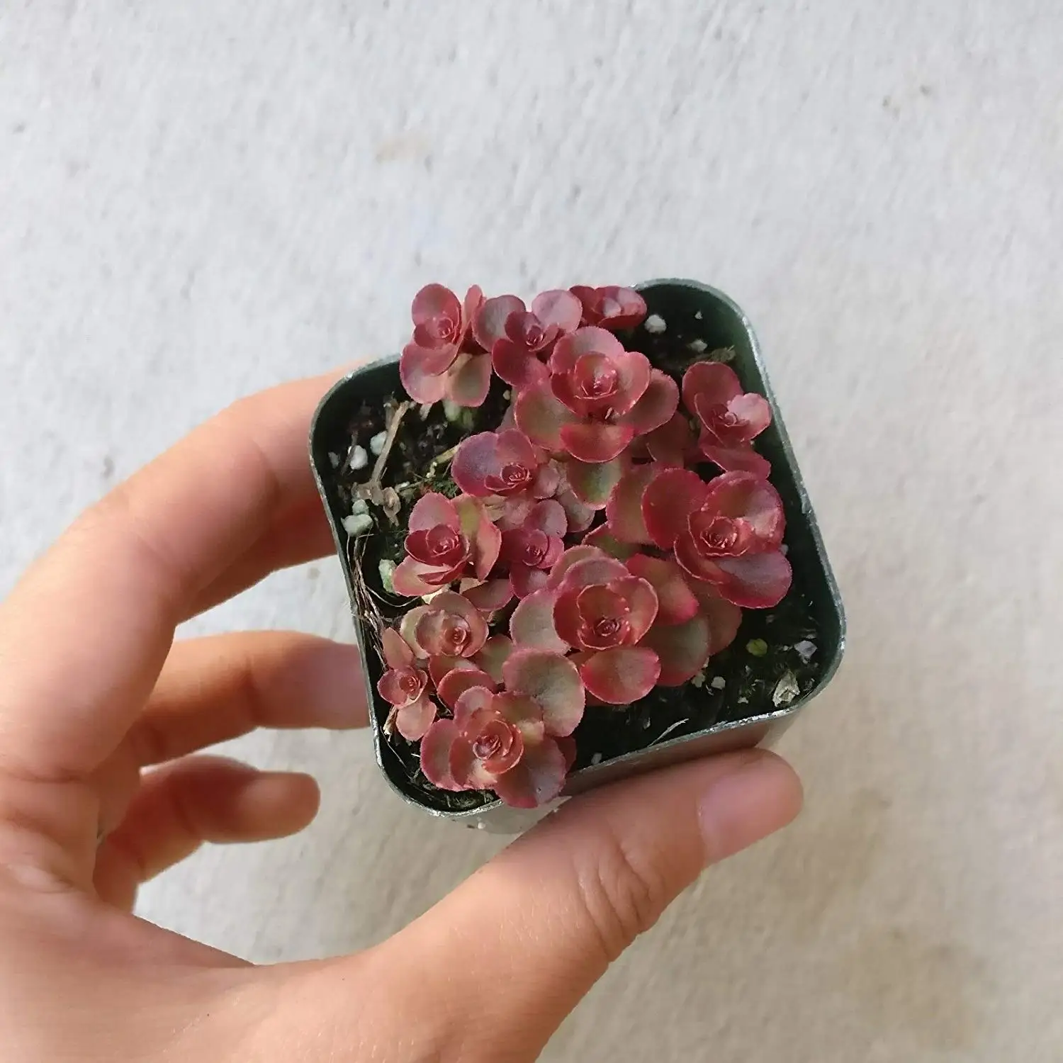 Buy Sedum Dragons Blood Ghost Plant Finger Aloe Succulent Groundcover Stone Crop In Cheap Price On Alibaba Com