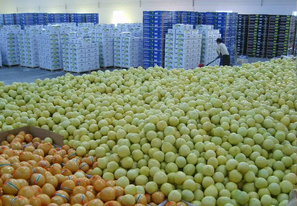 Chinese Fresh Sweet Honey Pomelo Grapefruit Buy Sweet Pomelo,Chinese