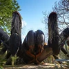 OAZ3865 Giant Realistic Silicone Rubber Insects of Spider