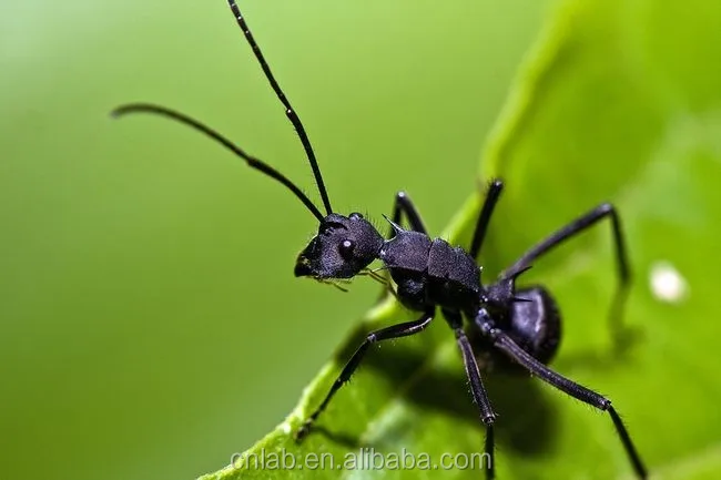 Черный муравей как принимать. Экстракт муравья. Polyrhachis vicina Roger. Черный муравей с короткими крыльями.