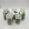 Tissue culture vessels glass jar Nutrient solution bottle for cultivation of orchids