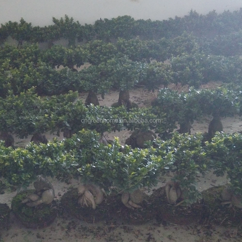 741-Ficus.jpg