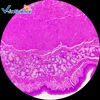Medical Science Animal histology slide set laboratory apparatus slides