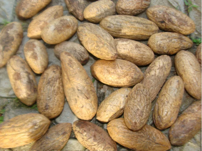 high quality hot sale kola nuts