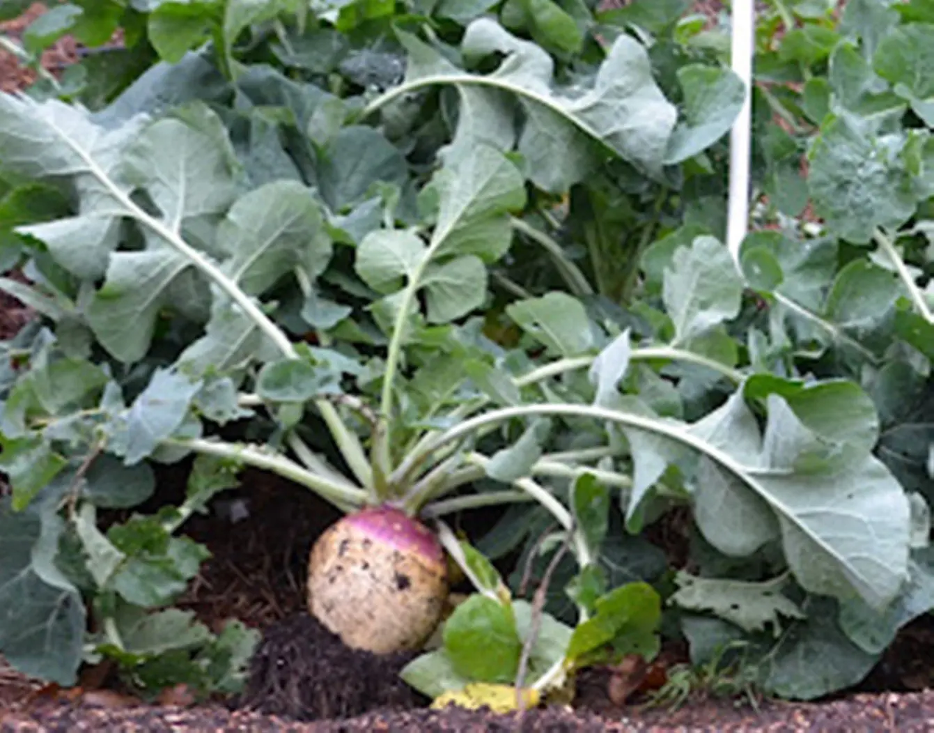 Buy Rutabaga American Purple Top Great Heirloom Vegetable 4 000 Seeds In Cheap Price On Alibaba Com