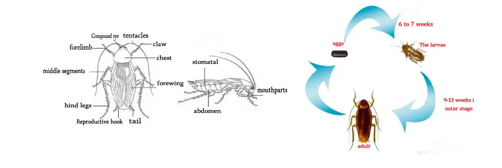 Most Effective Cockroach Spray