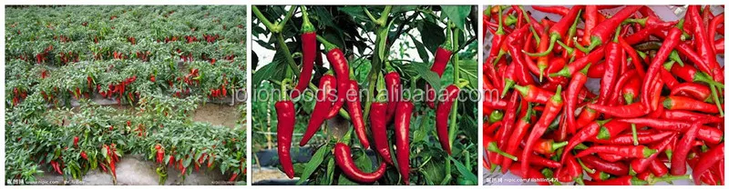 Best selling healthy Hot chili sauce with good quality