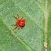Insecticide FAO Pyridaben 20% WP kill Apple Red Spider