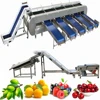 Lemon Washing Machine for Fruits Processing Line with Apple Orange Sorting Equipment