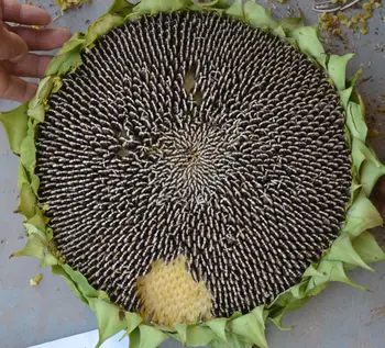 S1258 Planting Hybrid Sunflower Seed - Buy Sunflower Seed,Big Sunflower ...