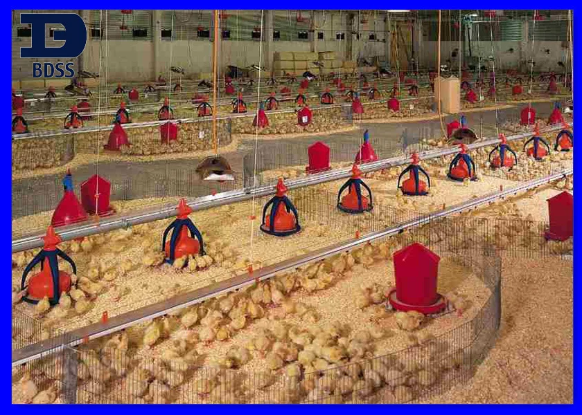 Commercial Chicken House steel structure industrial chicken house - buy prefab chicken farm Commercial Chicken House steel structure industrial chicken house - buy prefab chicken farm