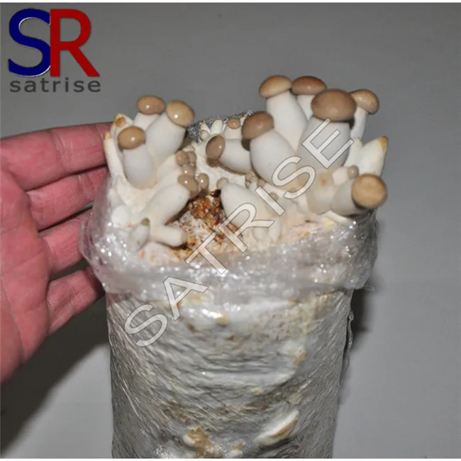Tricholoma Matsutake Mushroom Log Grow Kit Buy Tricholoma Matsutake