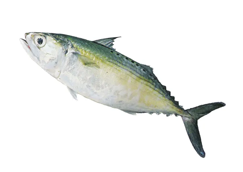 Indian mackerel Alchetron, The Free Social Encyclopedia