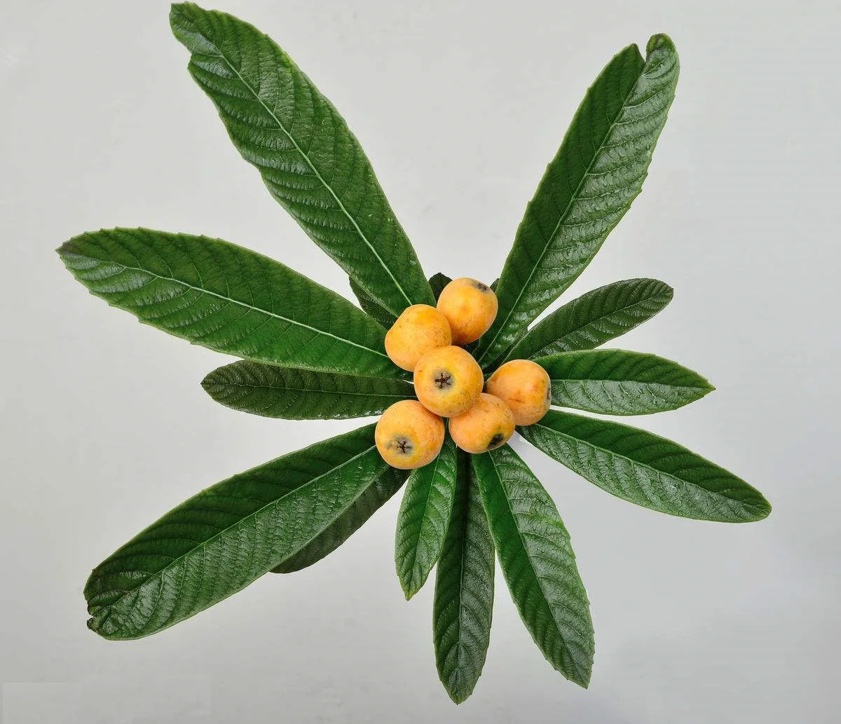 保健  提取物  植物精华  草本精华        functions of loquat leaf