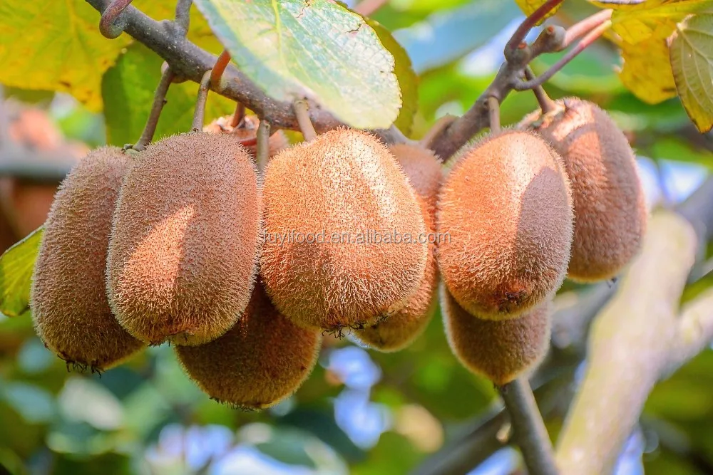 Fresh Chinese Kiwi Fruit For Export Buy Kiwi Fruit,Kiwi,Fresh Kiwi