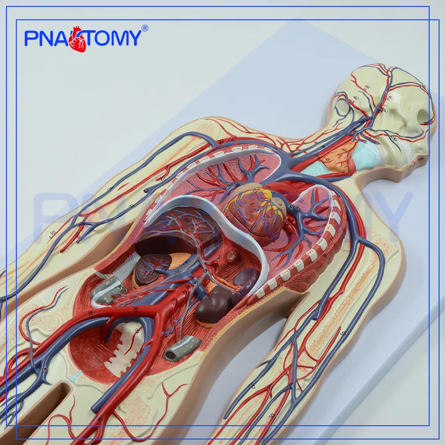 Pnt 0438 المتقدمة الإنسان نموذج تشريح الإنسان نظام الدورة الدموية Buy نموذج تشريح الدورة الدموية لجسم الإنسان الدورة الدموية Product On Alibaba Com