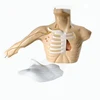 Peripherally inserted central catheterization model / PICC training simulator