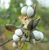 Excellent quality new collected Sapium sebiferum seeds for cultivate