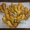 Wholesaler Chinese new crop 100g up 20kg mesh bag packing ginger hot sell