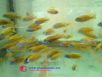 Malawi Cichlid Ikan Farm Untuk Dijual Dan Ekspor Buy Ikan Tropis