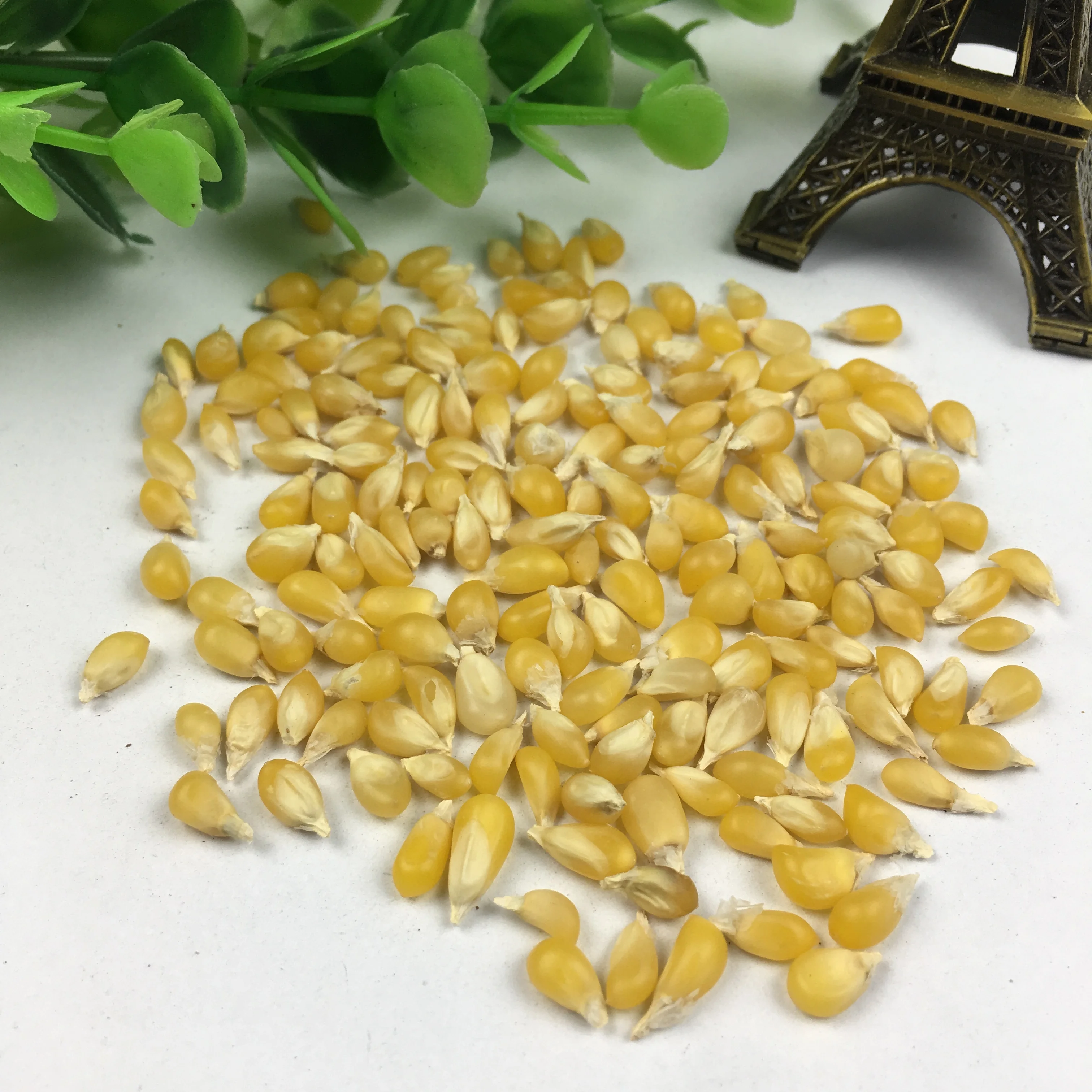 Popcorn Seeds  (2).JPG