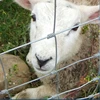 Galvanized knotted wire mesh roll / cattle hinge joint fence