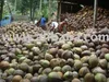semi-husked fresh matured coconut