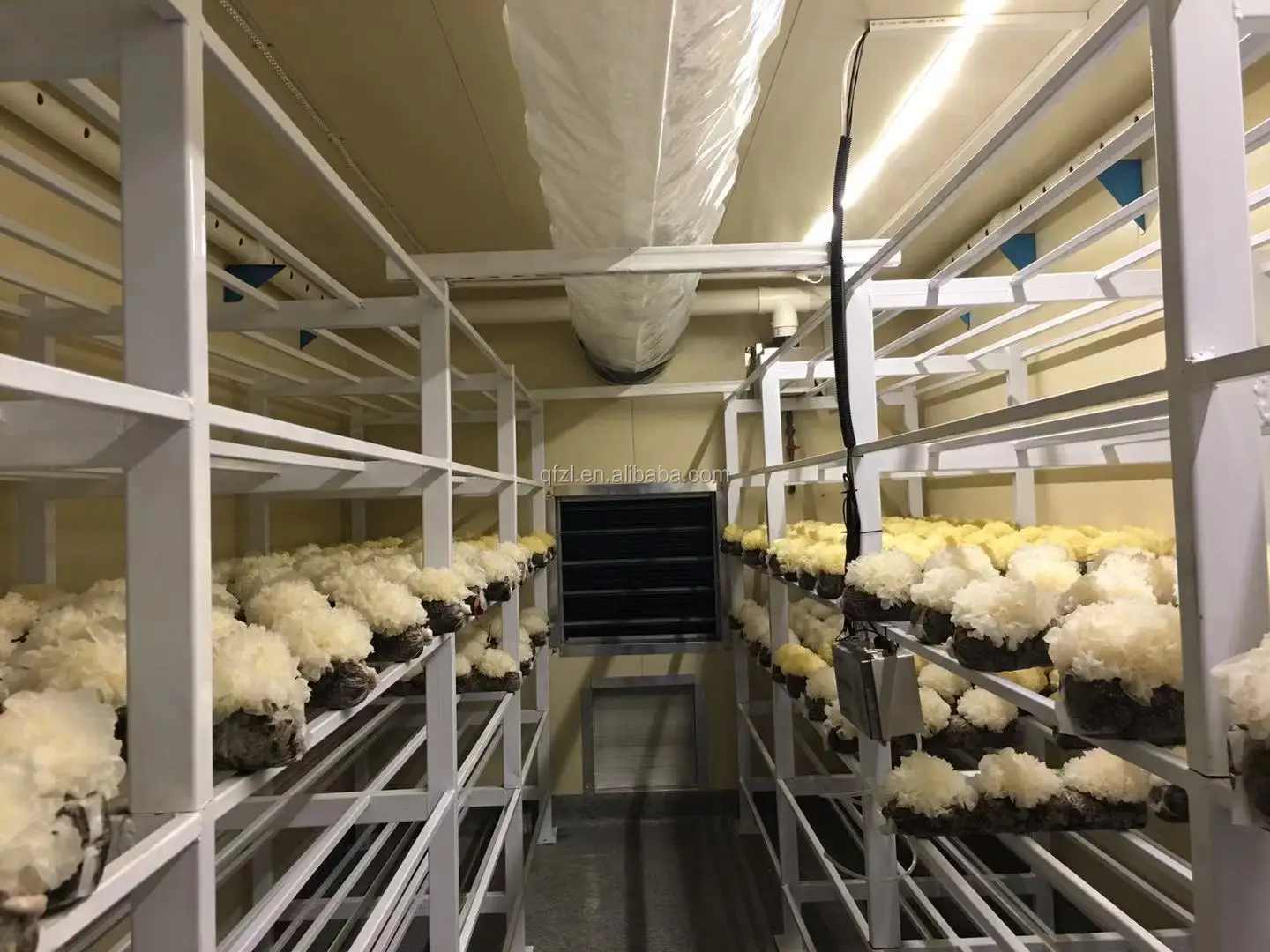 casing a mushroom incubator