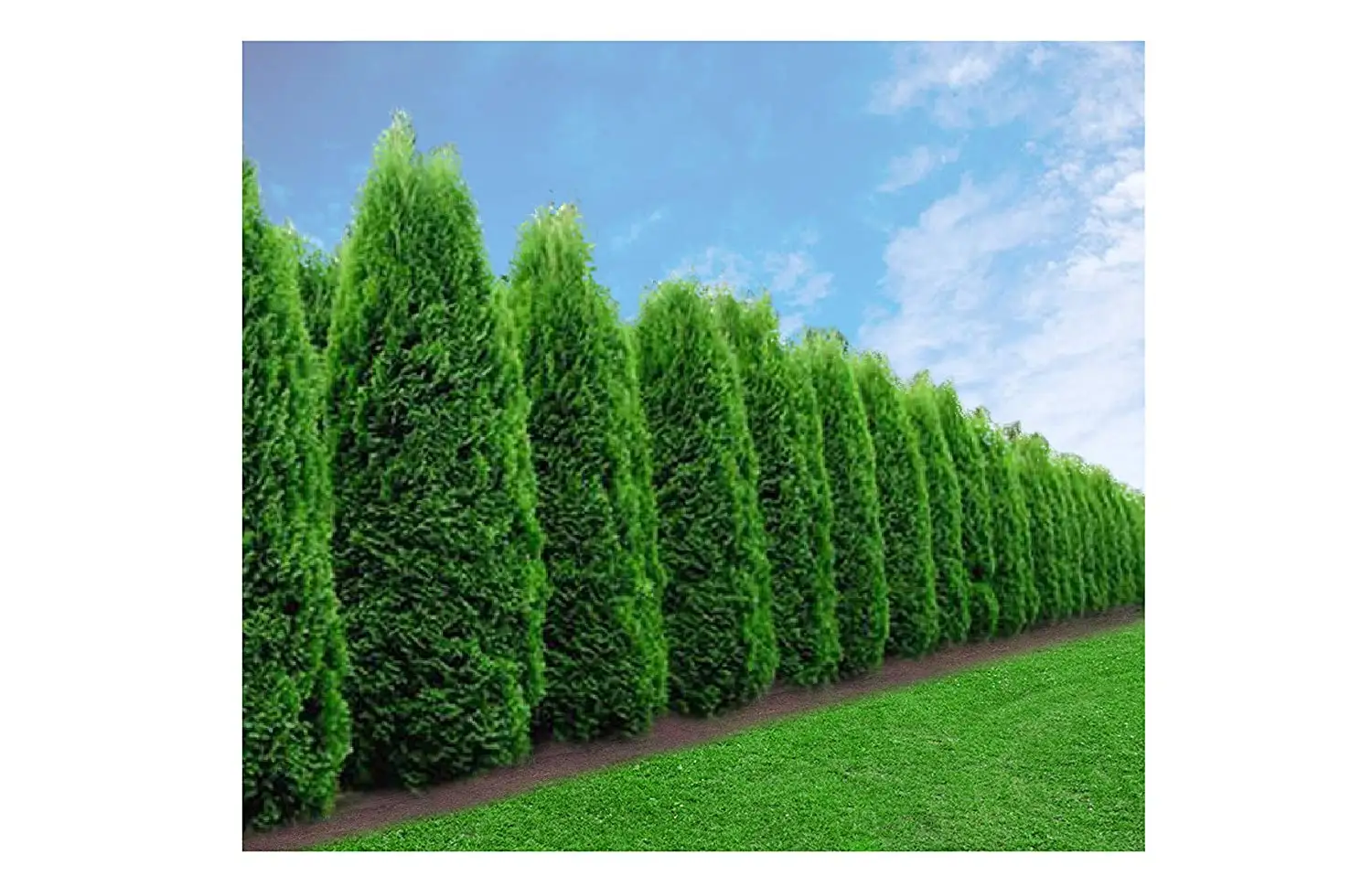 Cheap Emerald Green Arborvitae Seeds, find Emerald Green Arborvitae