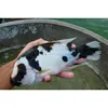 High Quality Vieja Fenestratus Tropical Fish