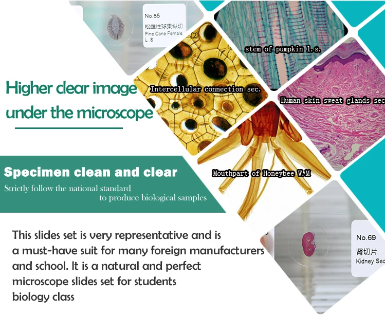 200 Piezas Productos Portaobjetos De Microscopio De La Escuela Accesorios Para Estudiante De Laboratorio De Biologia Buy Jugar Accesorios Escolares Jugar Accesorios Escolares Jugar Accesorios Escolares Product On Alibaba Com