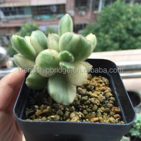 Cotyledon tomentosa 2.jpg