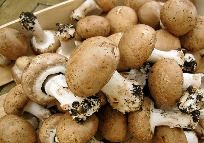 detan fresh cremini mushroom price