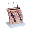 Scale-up model of skin structure Skin Hierarchy Model