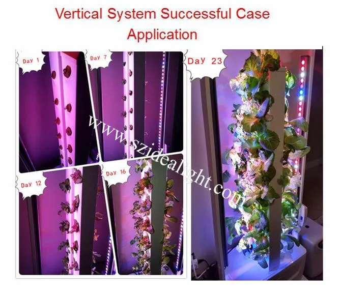 Hot seller Grow lettuce and microgreens LED Grow Lights CP300 60W power strip and Aquarium Lighting LED Grow Light Strip