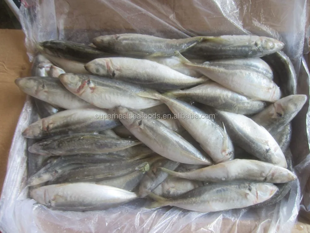 810 Frozen Jack Mackerel For Sale Buy Mackerel For Sale,Jack