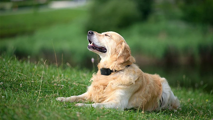 Remote Dog Training Collar.jpg