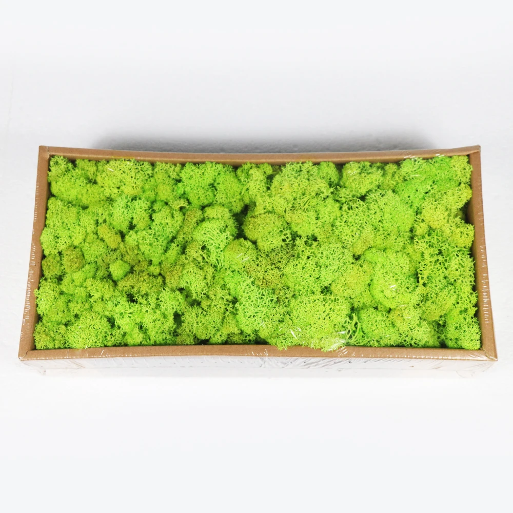 High Quality Dried Preserved Moss Wholesale For Decoration Buy