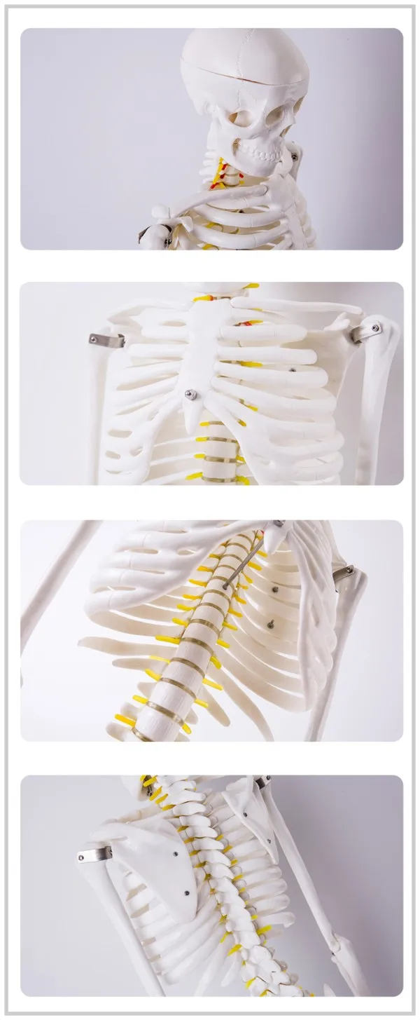 skeleton 2.jpg